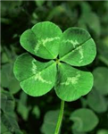 How Lucky Are You Today?