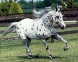Horses