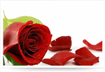 Give A Friend A Rose.