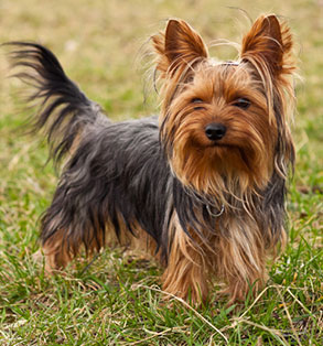 Hangi Köpeksin