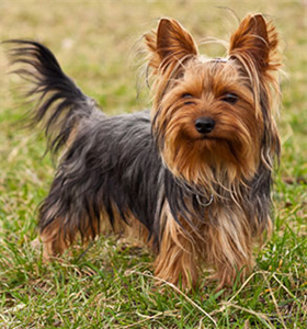 Hangi Köpeksin