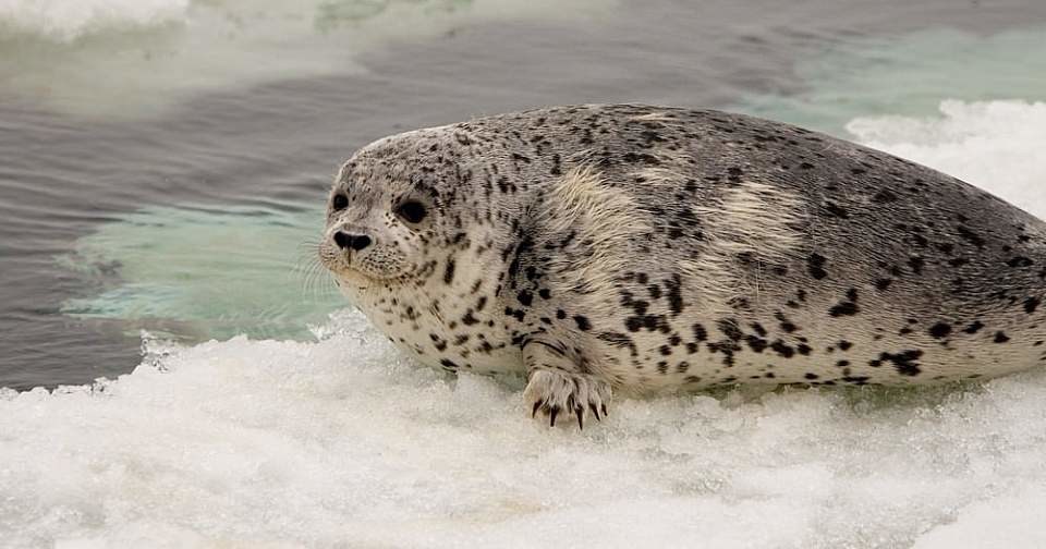 Who matches you in Seal Goblins? )2(