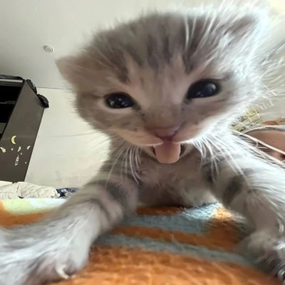  erownie test