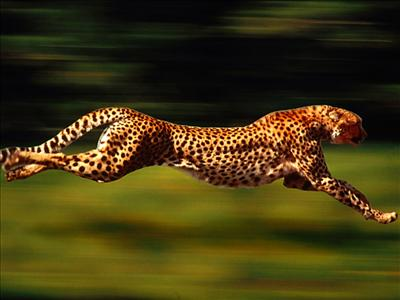 What Kind Of Animal Are You?