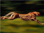 What Kind Of Animal Are You?