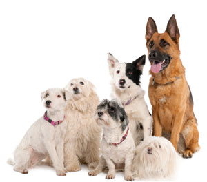 What Is Your Kind Of Dog?