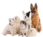 What Is Your Kind Of Dog?