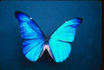 What Animal Were You In Your Past Life?