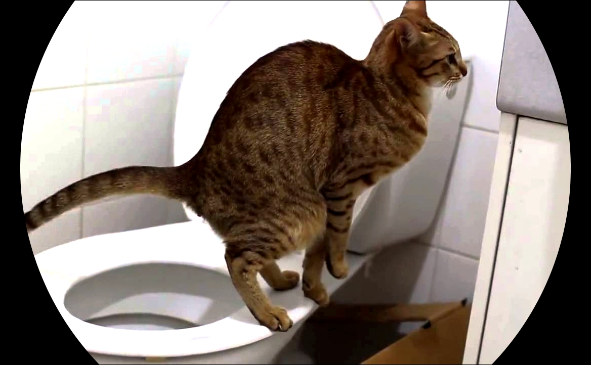 Quel Caca Êtes-Vous?