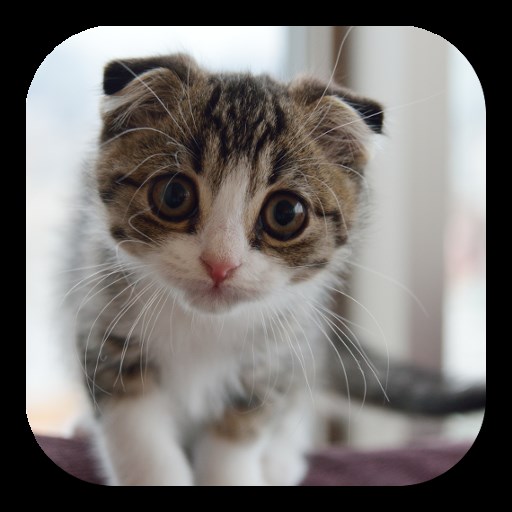 Apakah Anda Seorang Pecinta Kucing? 