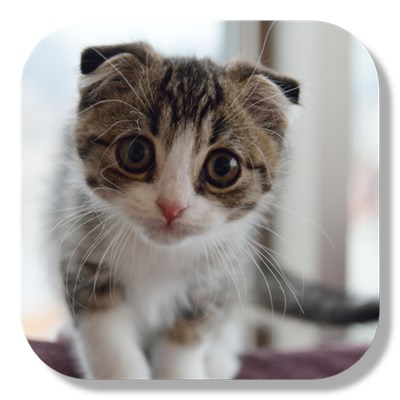 Apakah Anda Seorang Pecinta Kucing? 