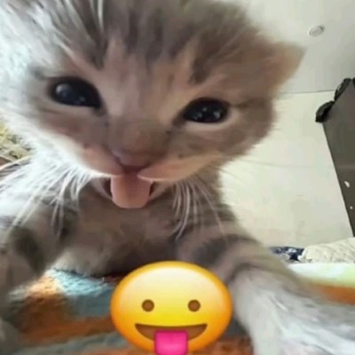 Kucing apa kamu