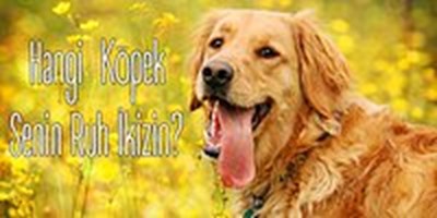 Hangi Köpek Türü Sana Uygun