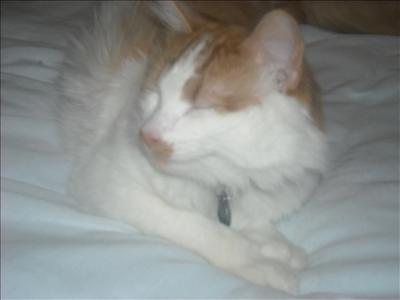 What Kind Of Cat Are You?
