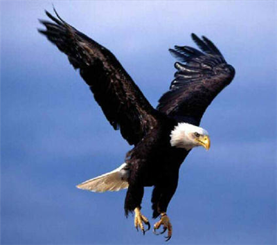 Aquila