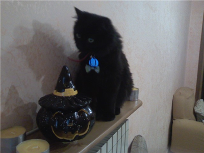 Gatto