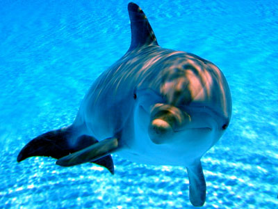 Delfino