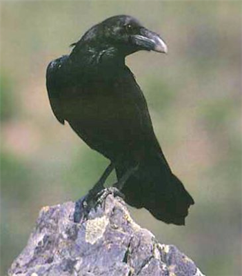 Corvo