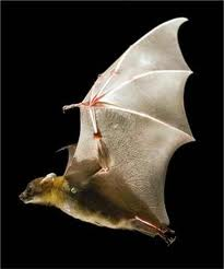 Pipistrello