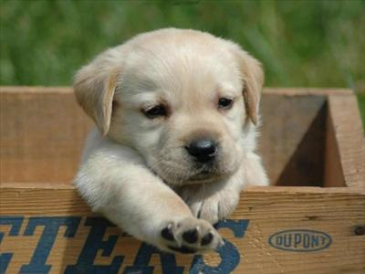 Adotta Un Animale Nella Tua Bacheca