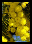 Mimosa
