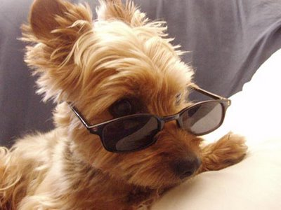 What Is Your Dream Pet?