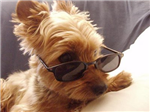 What Is Your Dream Pet?