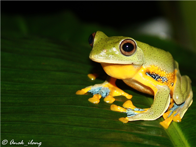 hodoh macam katak