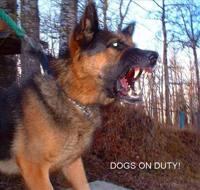 Hangi Köpeği Almalısın