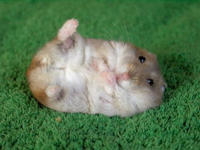 Cuteness?..
