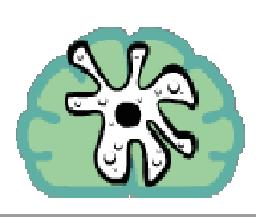 Who has the biggest brain ?