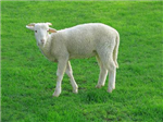 Kurban Bayrami