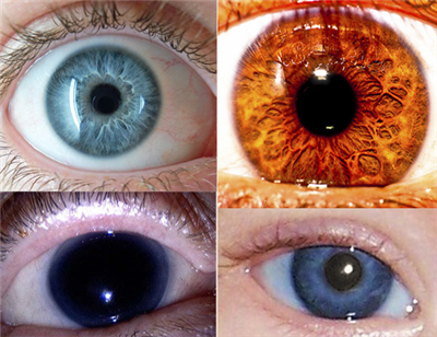 Como Eres Segun Tu Color De Ojos