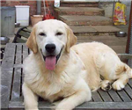 Köpeğin Ne?