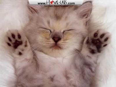 Are A Cat