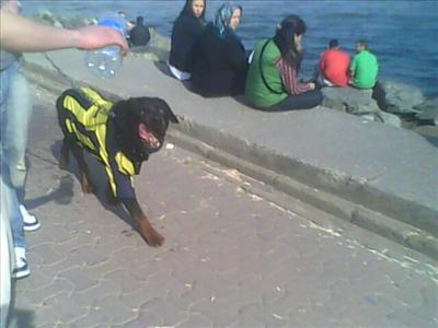 Fenerin Şansı