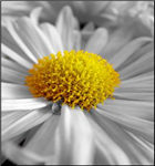 Flower Gift