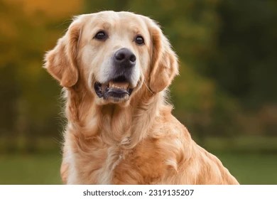 Golden Retriever