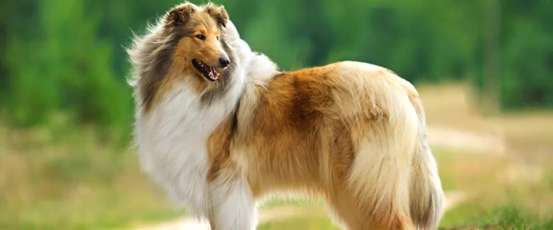 Rough Collie