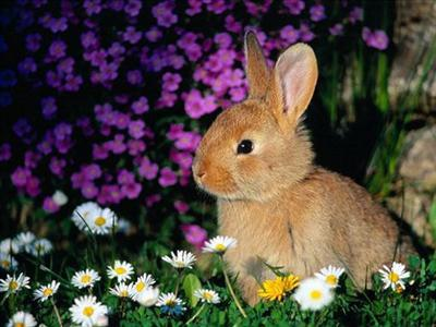 Humain Ou Animal ?