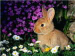 Humain Ou Animal ?