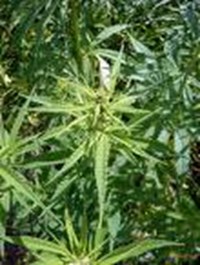 Test De Drogué