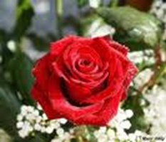 What Is Your Love Personality?