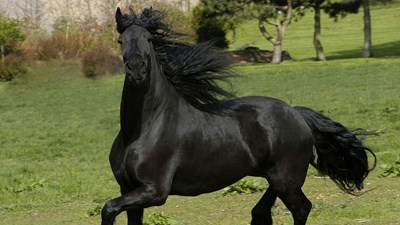 Quel Cheval Êtes Vous? 