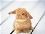 What Kind Animal Are You?
