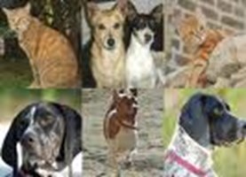 Are You A Good Pet Owner