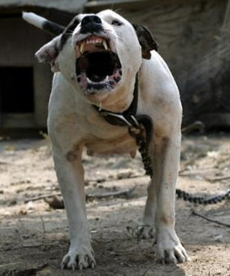 What Dog Breed Are You