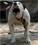 What Dog Breed Are You