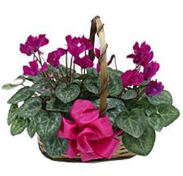 Beautiful Flowers A