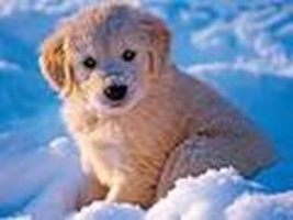 What Type Of Dog Are You??